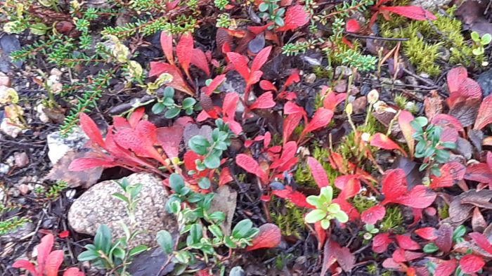 kauniit värit maaruskassa
