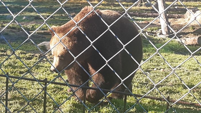 Sulon kesy Veeti karhu

